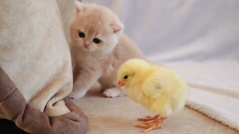 Kittens Walk With A Tiny Chicken