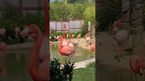 Flamingos at the Turtle Back Zoo #shortsvideo