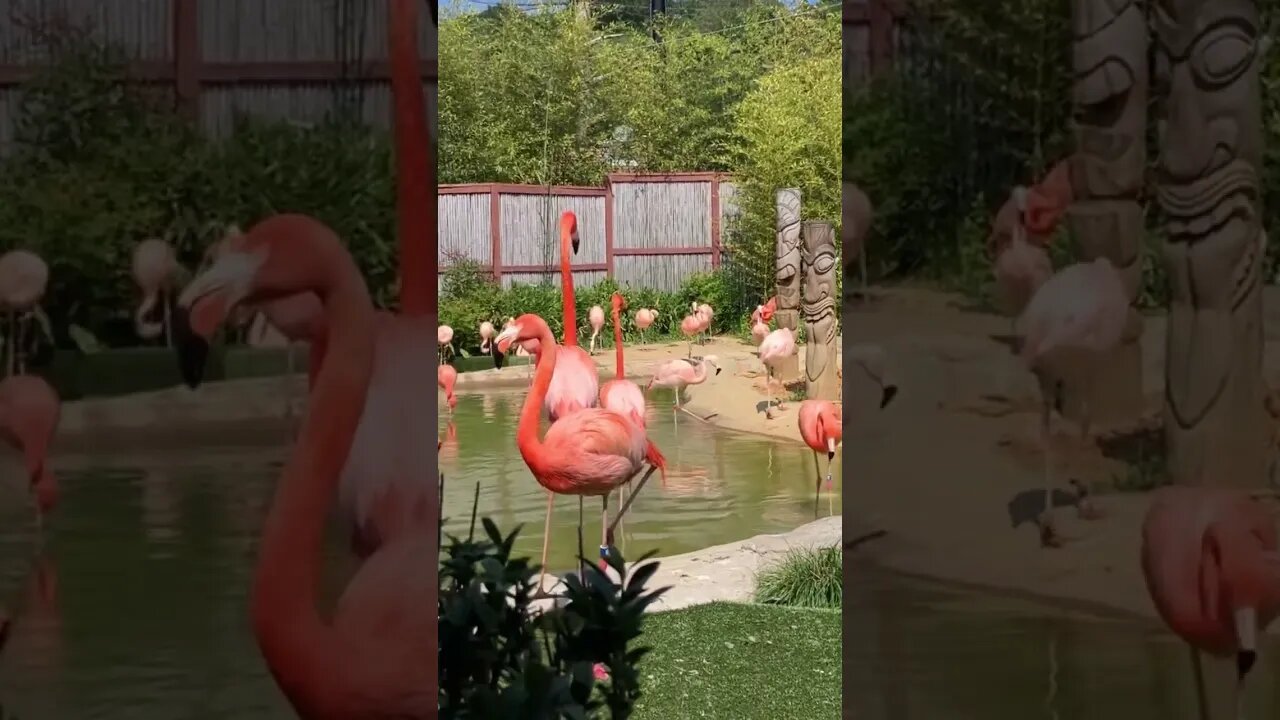 Flamingos at the Turtle Back Zoo #shortsvideo