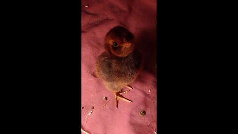 Newly Hatched Exotic Chicks