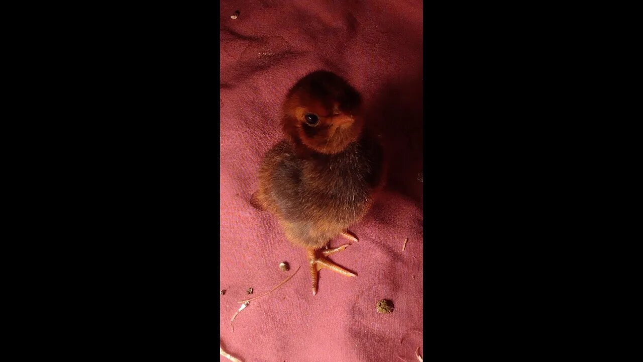 Newly Hatched Exotic Chicks