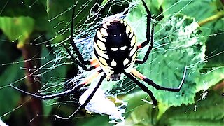 Husband discovers gigantic spider in wife's raspberry patch