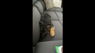 Leias first time on the couch