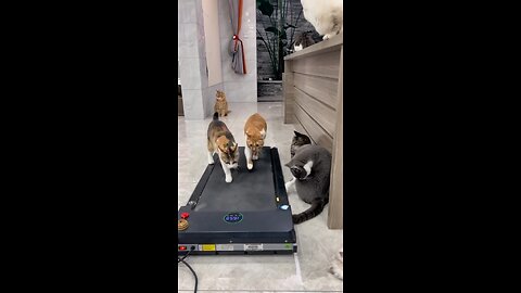 cat fitness