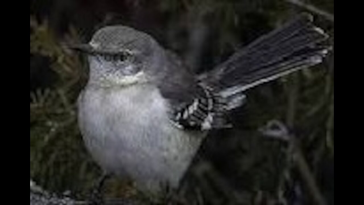 bird singing at night