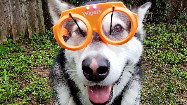 How Malamute Prepares For Rain..............lol