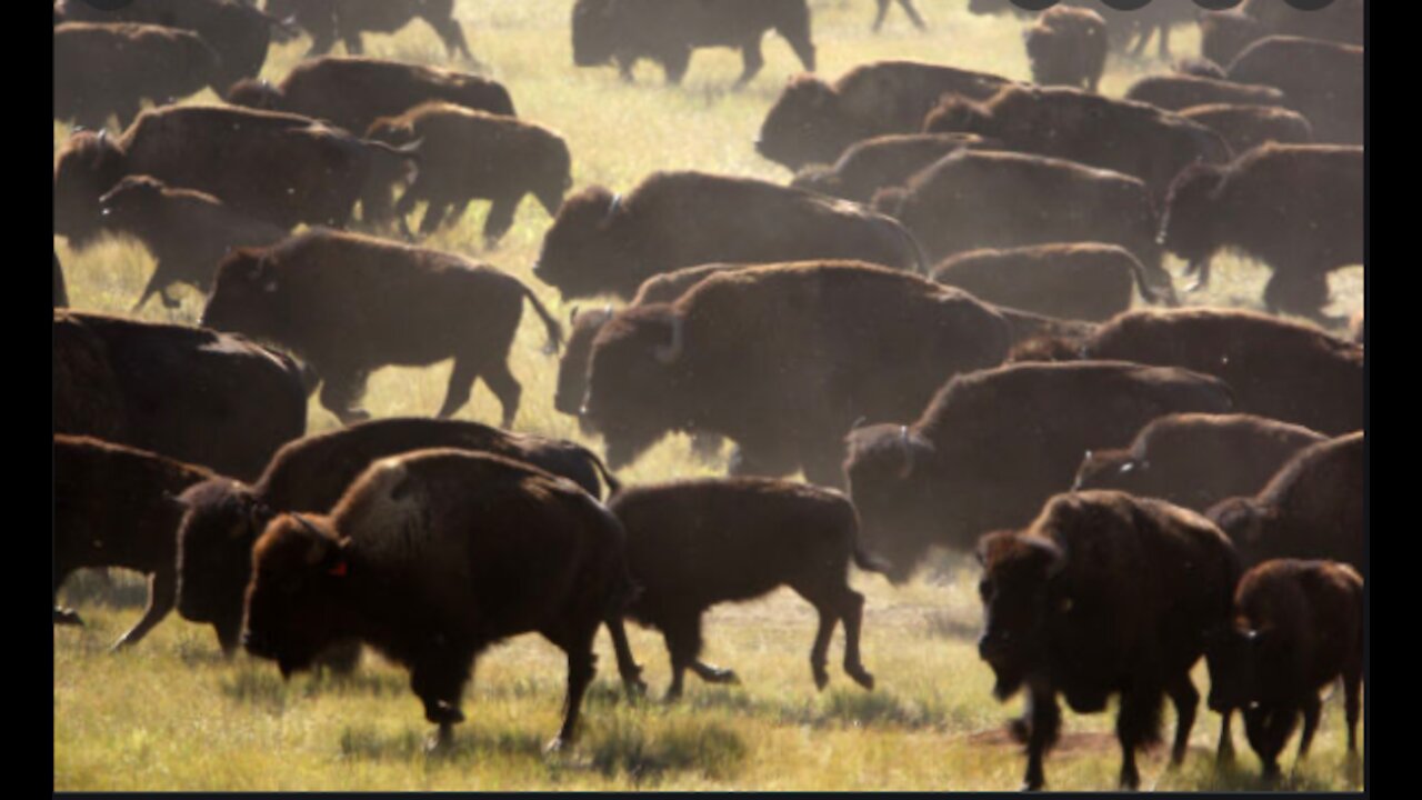 Herd Recognition The Chuck and Julie Show October 25, 2021