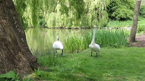 Whooper Swans Leeds Castle