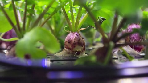 Radishes Growing in Space: 27 Days in 10 Seconds