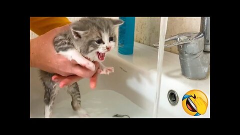 Best Funny Animal Videos Of The 2023 Funniest Cats And Dogs Videos