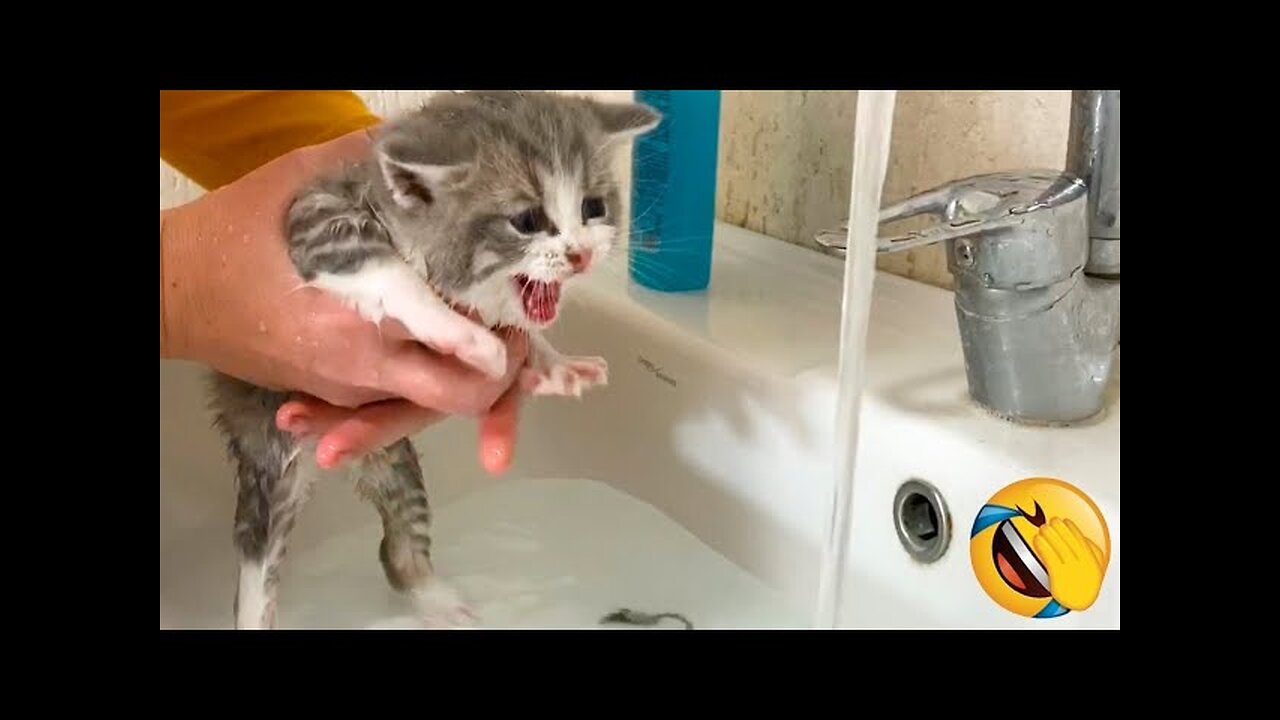 Best Funny Animal Videos Of The 2023 Funniest Cats And Dogs Videos