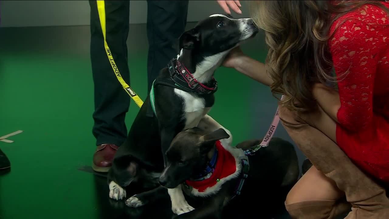 The Good Dog Rescue: Meet Stone & Zephry