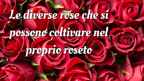 Le diverse rose che si possono coltivare nel proprio roseto