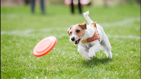 Dogs Fun and education for OWNERS!!!!