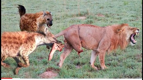 The lions leg was bitten of by hyena