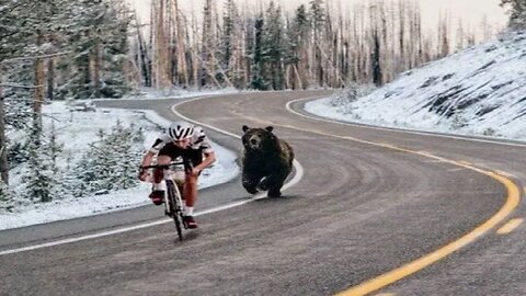 Cyclists chased by a big bear 😱