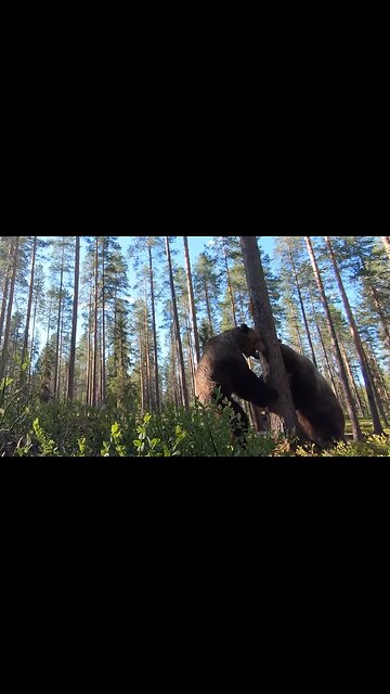 Two grizzlies caught fighting
