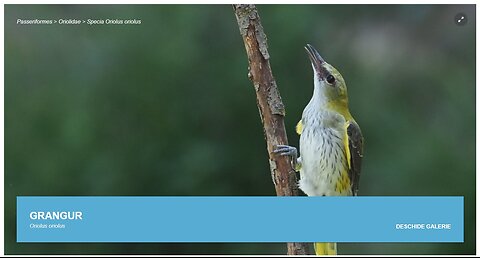 Grangurele (din "Pasari din livezile si baltile Dunarii)