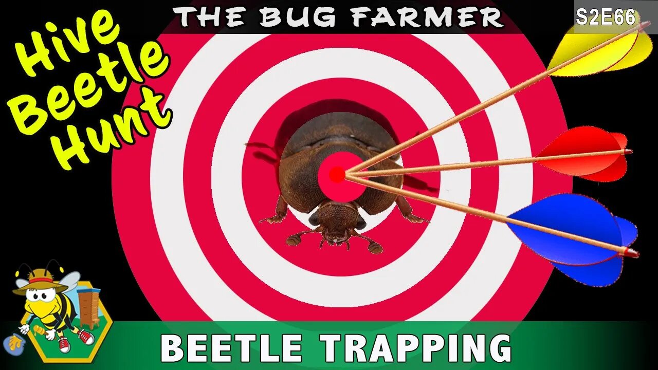 Setting Beetle Traps - Hunting Hive Beetles - Meeting the new Sage Queen -Updated Leader Board