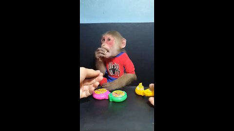 Funny monkey video