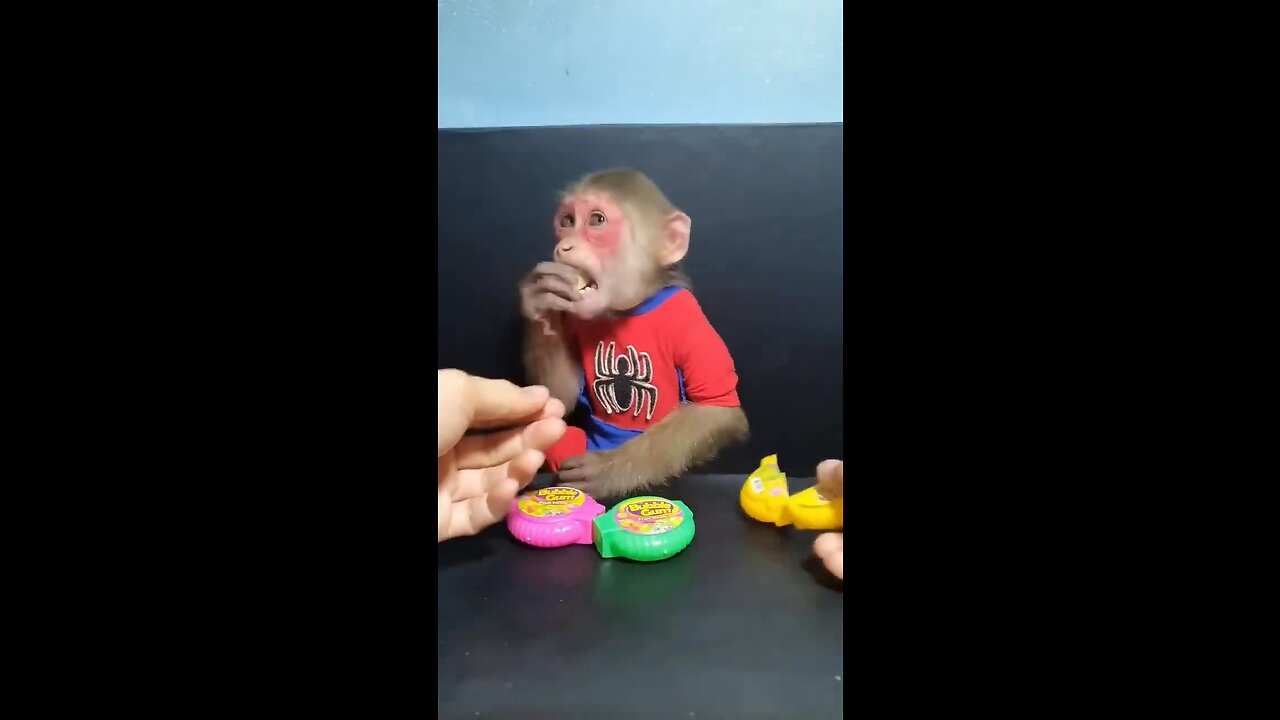 Funny monkey video