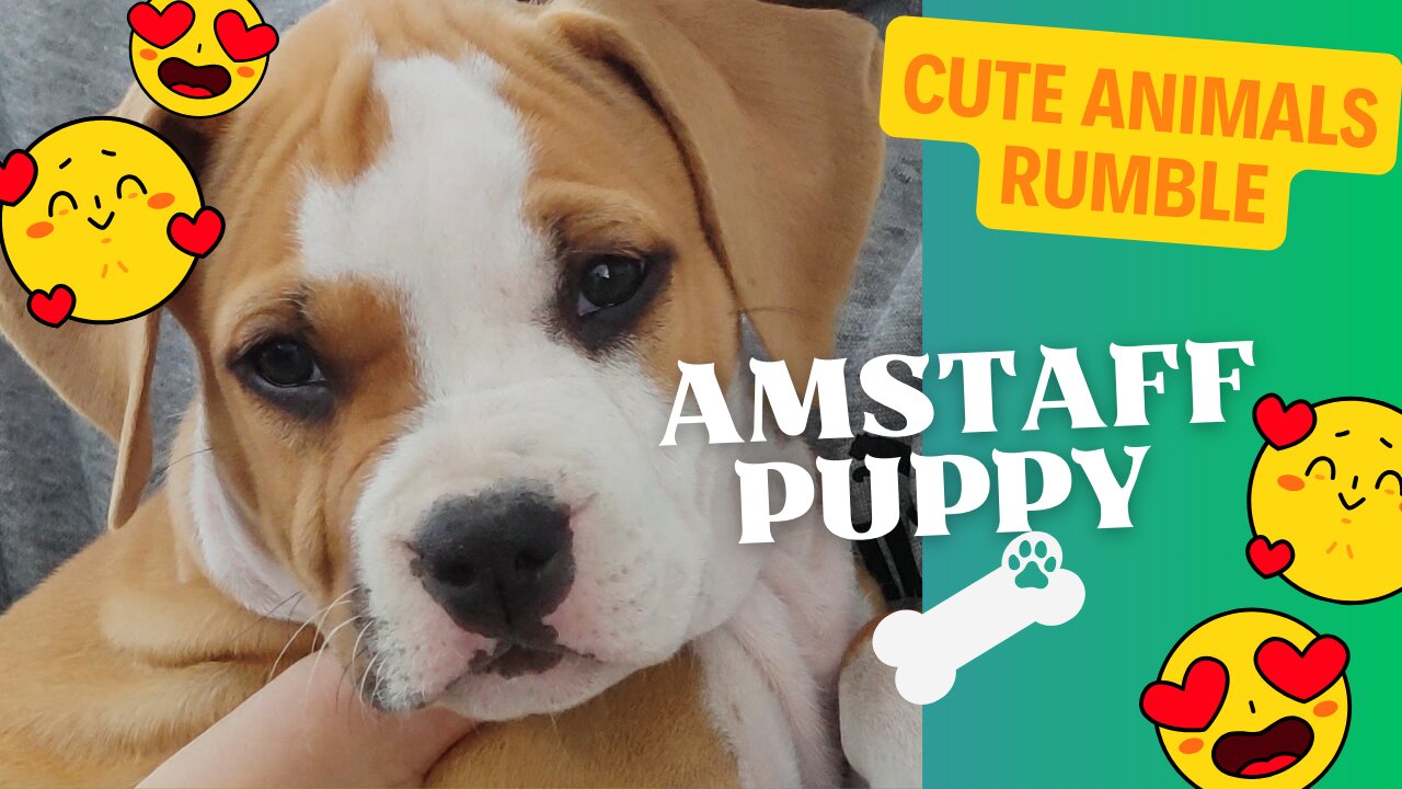 Cute Amstaff puppy playing around a trampoline