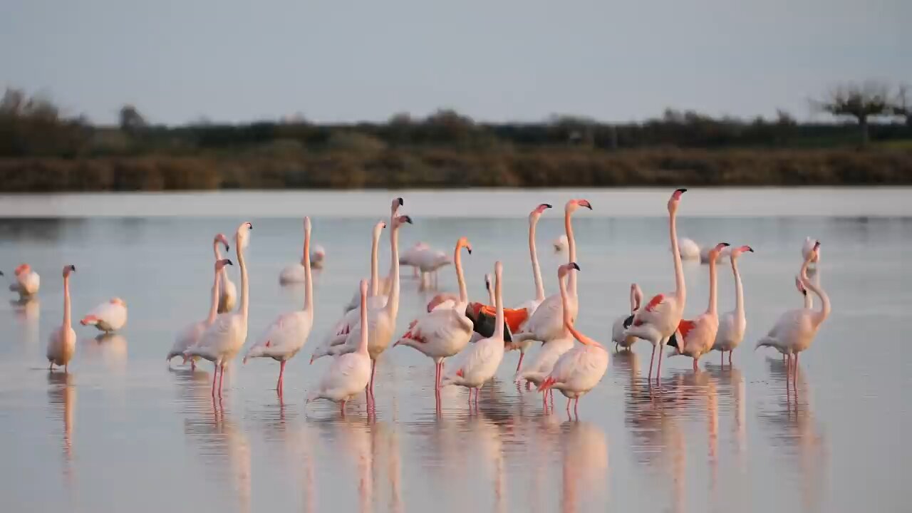 Winged Wonders: A Spectacular Journey into the Avian World”