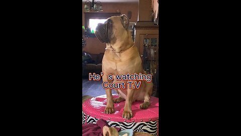 Top Dog watching Court Tv