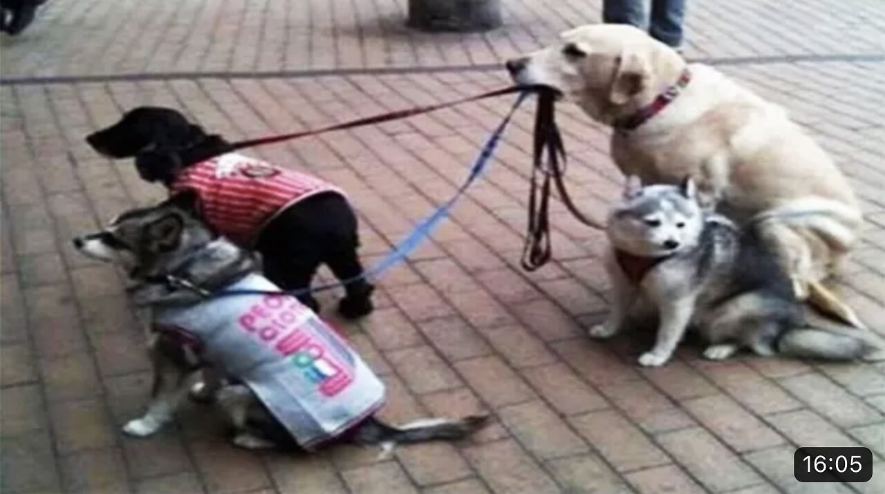 Funny dogs and cats video Dogs and Cats Moments That are Hilarious