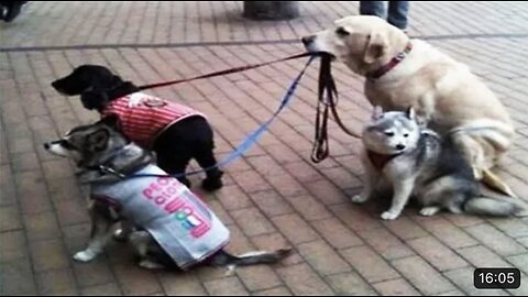 Funny dogs and cats video Dogs and Cats Moments That are Hilarious