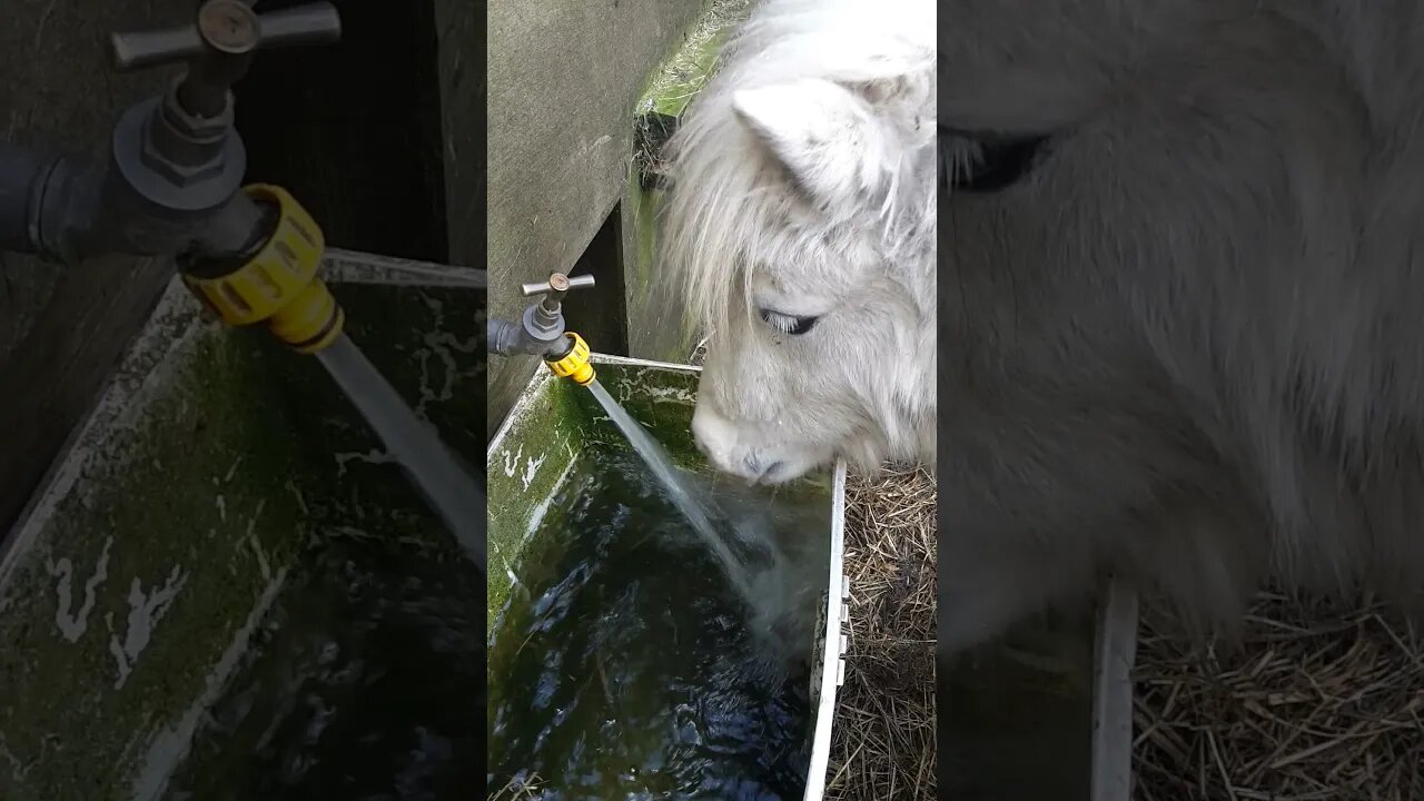 Shetland drinking