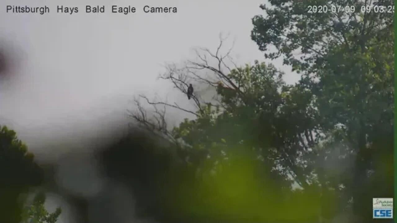 Hays Eagles H11 H12 perched on a tree near the river 2020 07 09 9 02AM
