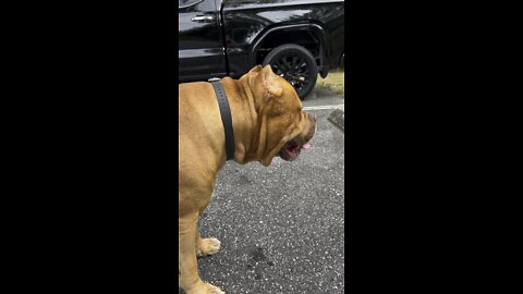 MASSIVE Pit Bull chases bunny rabbit 🦁💨🐰