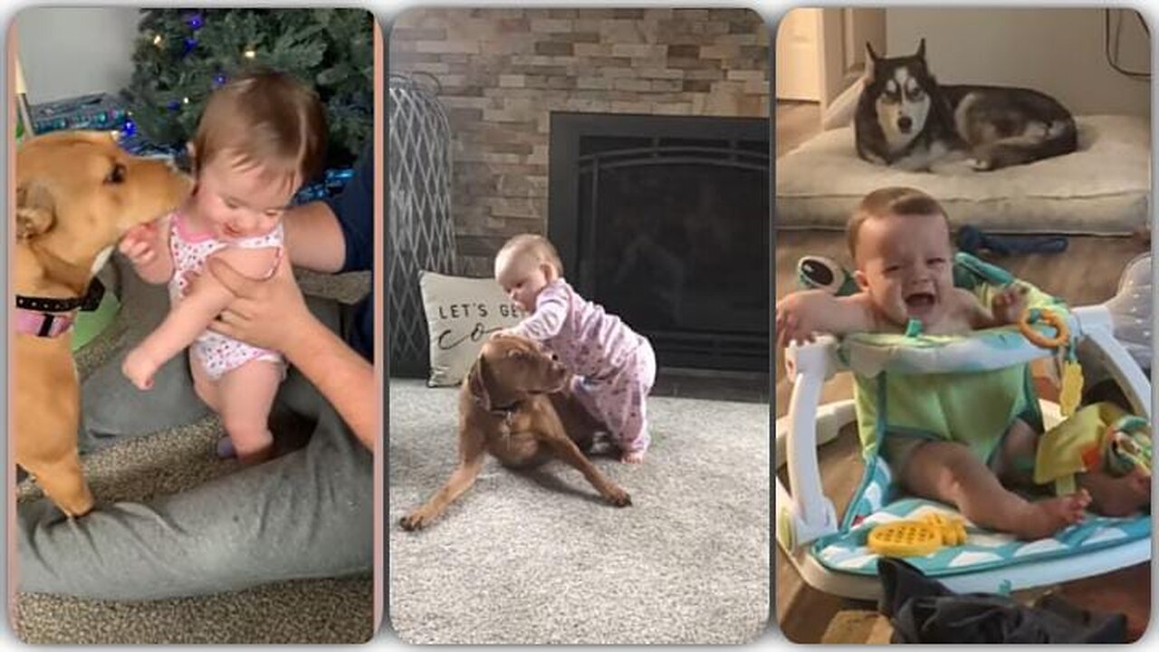 Funny Moment Babies Playing with Dogs | Animal Lovers