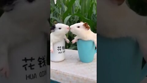 Funny animals Compilation FUNNY ANIMALS