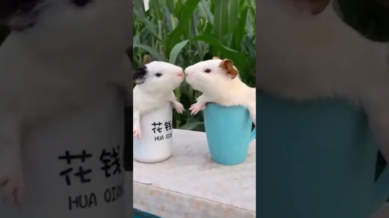 Funny animals Compilation FUNNY ANIMALS