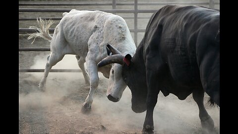 Bullfighting with human and funny hit #27