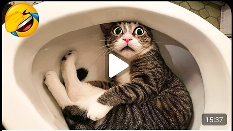 Funniest Cats And Dogs Videos | Cute and Funny Moment of the Animals 😍