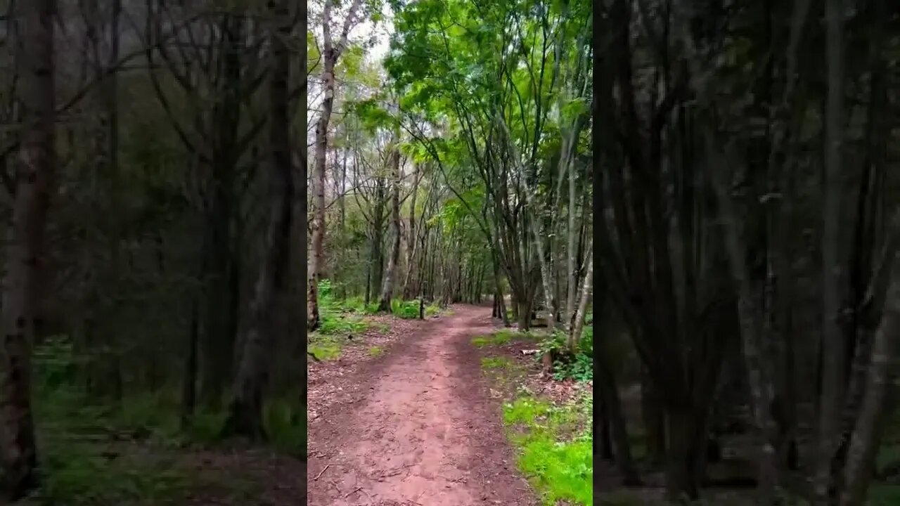 Hiking through a forest