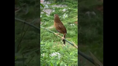 Olha como canta esse lindo pássaro!