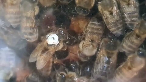 European Honey Bees Beehive. FLIGHT show Wildgehegene Gangelt Deutschland Germany natural habitat