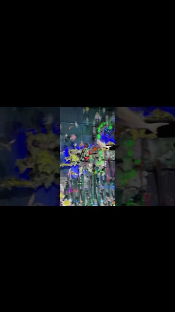 유리섬 바다동물