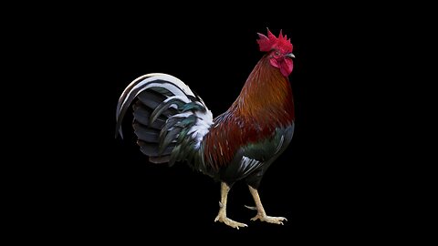 Here comes the rooster