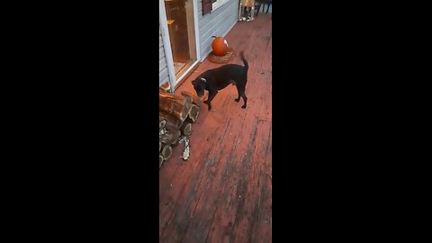 dog stacking wood