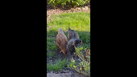 Hen Solo Laying her first egg