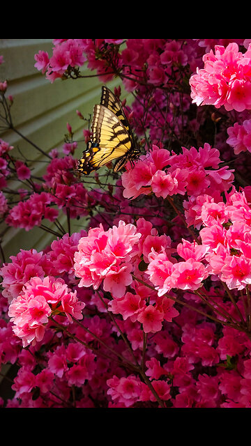 Dance Of The Swallowtail Butterflies