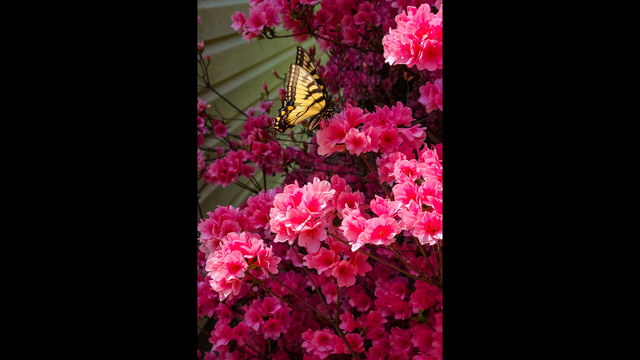 Dance Of The Swallowtail Butterflies