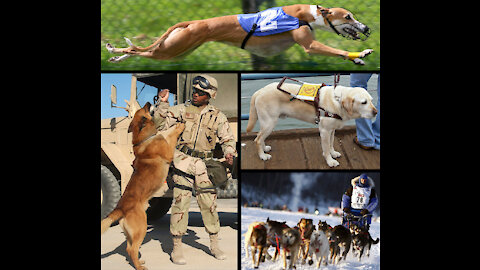 doggy sexBest funy moment of dog.verry funny video