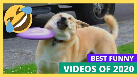 Best Funniest Animals Video of 2022 - Cute Cats and Funny Dogs Videos!