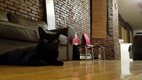 My kitty is cuter than Muca